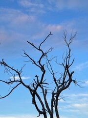 Dry tree branch on cloudy blue sky background. Silhouette of tree branches against the blue sky with white clouds.
