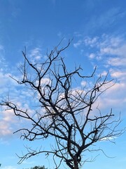 Dry tree branch on cloudy blue sky background. Silhouette of tree branches against the blue sky with white clouds.
