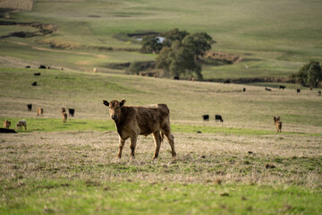 farm cows in a paddock eating grass after summer