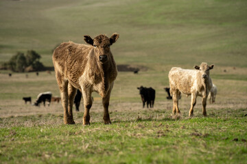 farm cows in a paddock eating grass after summer