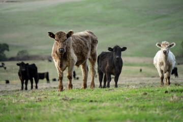 Thin herd of cows in a meadow on a hill on a farm.