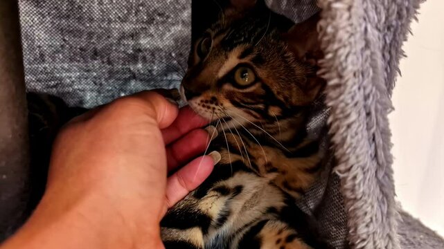 Zoom in angle of woman hand petting adorable Toyger cat, playful feline soft bite