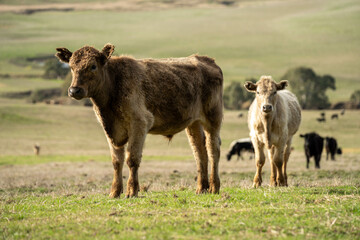 Thin herd of cows in a meadow on a hill on a farm.