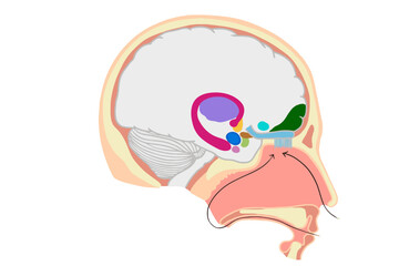 Vector illustration of the olfactory system within the human brain