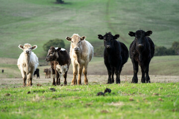 Thin herd of cows in a meadow on a hill on a farm.