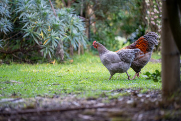 free range chicken farm in australia, pasture raised eggs on a regenerative sustainable agricultural farming on green grass in a field