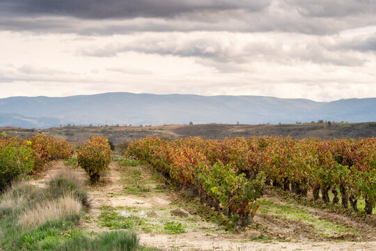 A serene vineyard row set against a backdrop of distant mountains, harmonizing the pastoral beauty of agriculture with the grand majesty of the landscape in La Rioja Spain