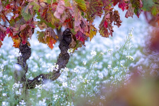 A close-up view of vibrant vineyard leaves in warm tones, juxtaposed with delicate white wildflowers complementing the scene's natural beauty and seasonal change in La Rioja Spain