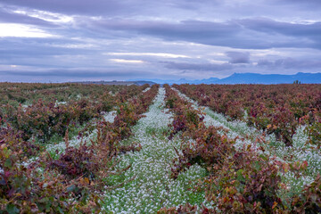 An uninterrupted vineyard landscape stretches to the mountain range on the horizon beneath a sky filled with rolling clouds, promising a bountiful harvest soon in La Rioja Spain