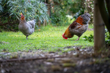 Pasture raised poultry on a regenerative agriculture farm. With hens and chooks with chickens in a backyard