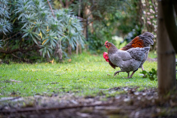 free range chicken farm in australia, pasture raised eggs on a regenerative sustainable agricultural farming on green grass in a field