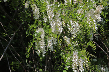 Fleurs de Robinier