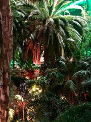 Palm paradise  © Roksana