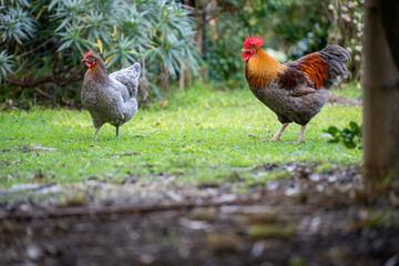 Pasture raised poultry on a regenerative agriculture farm. With hens and chooks with chickens in a backyard