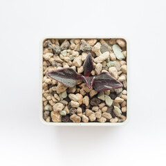 Variegated succulent Lenophyllum Guttatum top view