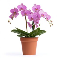 Pink orchid plant in a brown pot.