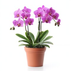 Naklejka premium Pink Orchid plant in brown pot.