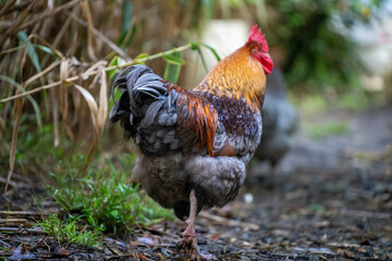 free range chicken farm in australia, pasture raised eggs on a regenerative sustainable agricultural farming on green grass in a field