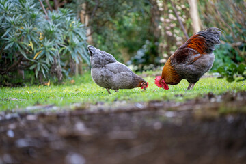 Pasture raised poultry on a regenerative agriculture farm. With hens and chooks with chickens in a backyard