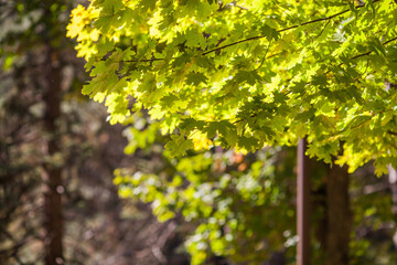 Background of autumn yellow and green leaves with sunlight filtering through