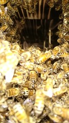 112)Request for removal of Western honey bee ball(Photo taken at 17:11 on july 22, 2015)apis mellifera