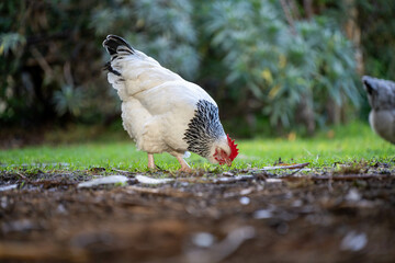 free range chicken farm in australia, pasture raised eggs on a regenerative sustainable agricultural farming on green grass in a field