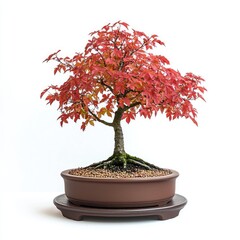 Obraz premium Red bonsai tree in a brown pot.