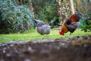Pasture raised poultry on a regenerative agriculture farm. With hens and chooks with chickens in a backyard