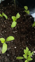lemon leaves plant on ground, top view