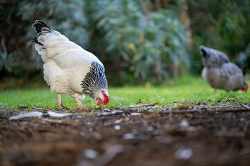 free range chicken farm in australia, pasture raised eggs on a regenerative sustainable agricultural farming on green grass in a field