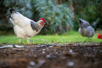 Pasture raised poultry on a regenerative agriculture farm. With hens and chooks with chickens in a backyard
