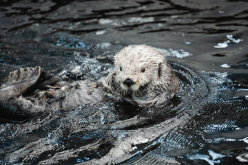 Beautiful sea otter playing in the water inside the Oceanographic aquarium in lisbon
