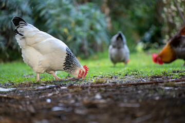 free range chicken farm in australia, pasture raised eggs on a regenerative sustainable agricultural farming on green grass in a field
