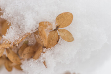 First snowfall in the garden, trees and flowers covered with snow. Hydrangea.