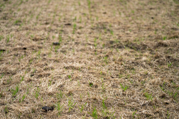 regenerative agriculture farm. growing wheat and barley crop Sustainable agriculture in Australia cropping ranch