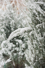 First snowfall in the garden, trees and flowers covered with snow. Pine needles.