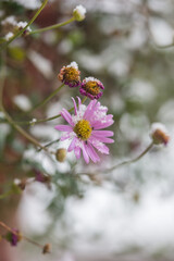 First snowfall in the garden, trees and flowers covered with snow