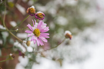 First snowfall in the garden, trees and flowers covered with snow