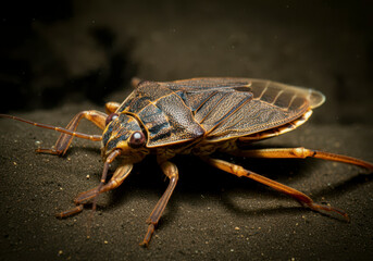 A giant water bug, Lethocerus Indicus Lep or Belostoma Indica Vitalis in natural habitat