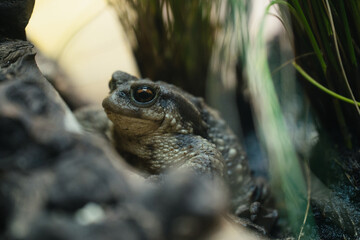 A cute and grumpy toad in the wild