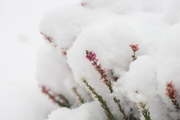 First snowfall in the garden, trees and flowers covered with snow. Heather.