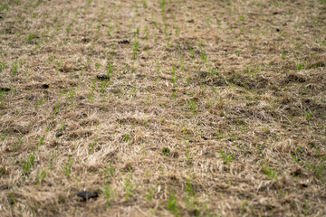 growing crops in a field on a grain wheat annd barley with pasture on a cow farm in spring