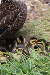 Cute picture of ducklings siblings resting next to their mummy. 5 baby ducks napping in the grass in the botanical gardens of Hobart, Tasmania. Brothers and sisters ducks. Picture taken in Australia.