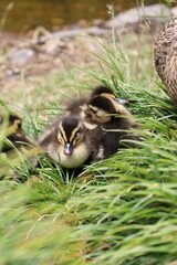 Cute picture of ducklings siblings resting in the grass in the botanical gardens of Hobart, Tasmania. 5 baby ducks, having a nap in the plants, brothers and sisters ducks. Picture taken in Australia.