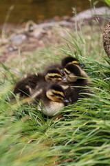 Cute picture of ducklings resting in the grass in the botanical gardens of Hobart, Tasmania. 5 baby ducks, having a nap in the plants, brothers and sisters ducks. Picture taken in Australia.