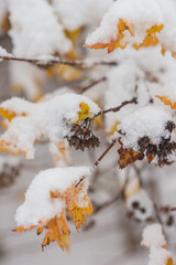 First snowfall in the garden, trees and flowers covered with snow