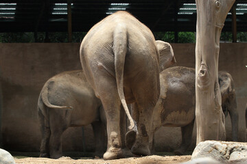 Obraz premium back view of elephants in outdoor enclosure at the zoo