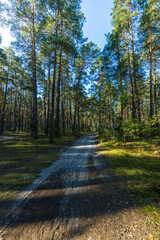 A dirt road in a forest with trees on both sides
