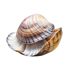 Obraz premium Striking seashell on black background.