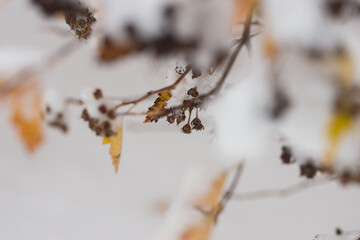 First snowfall in the garden, trees and flowers covered with snow